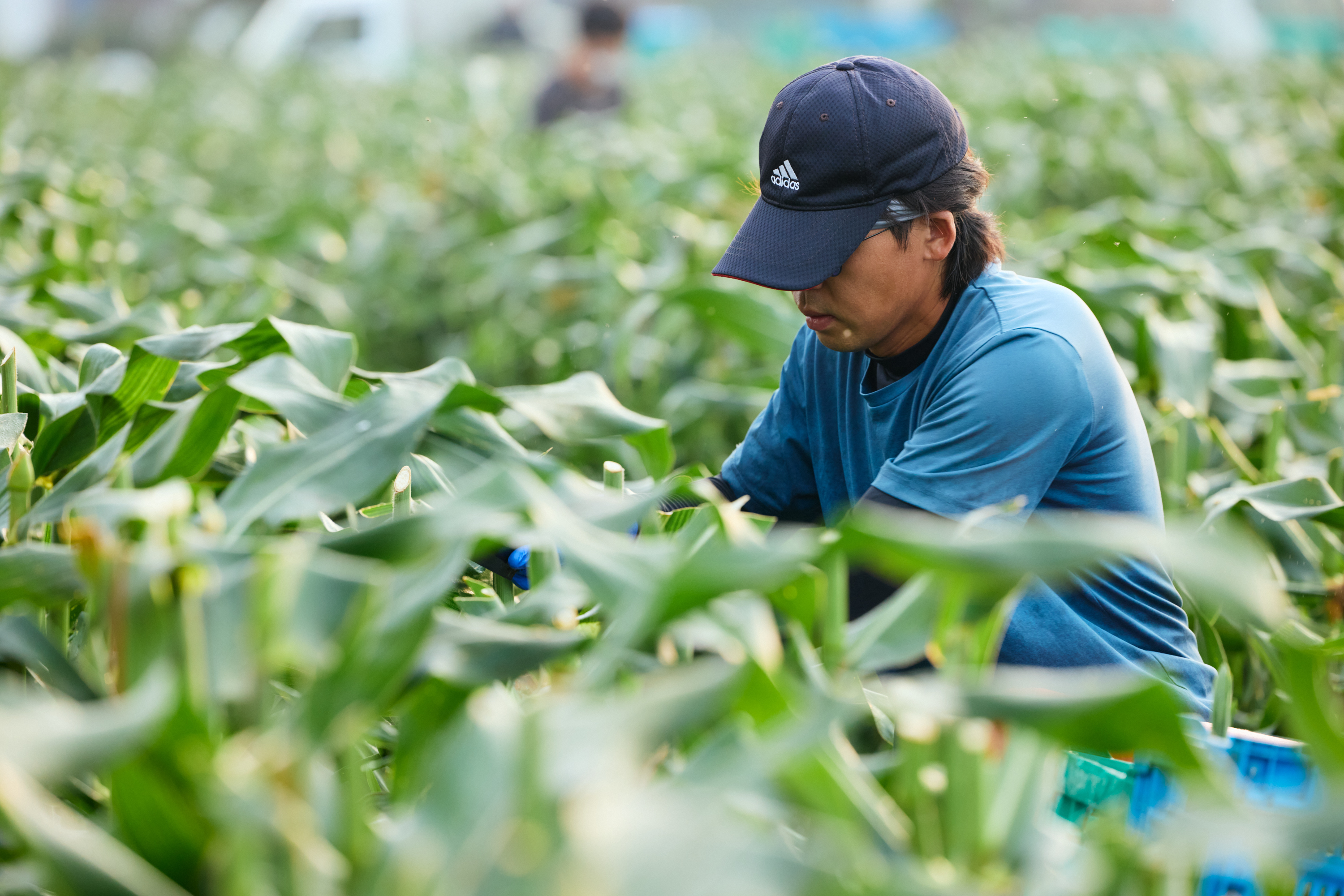 野菜
