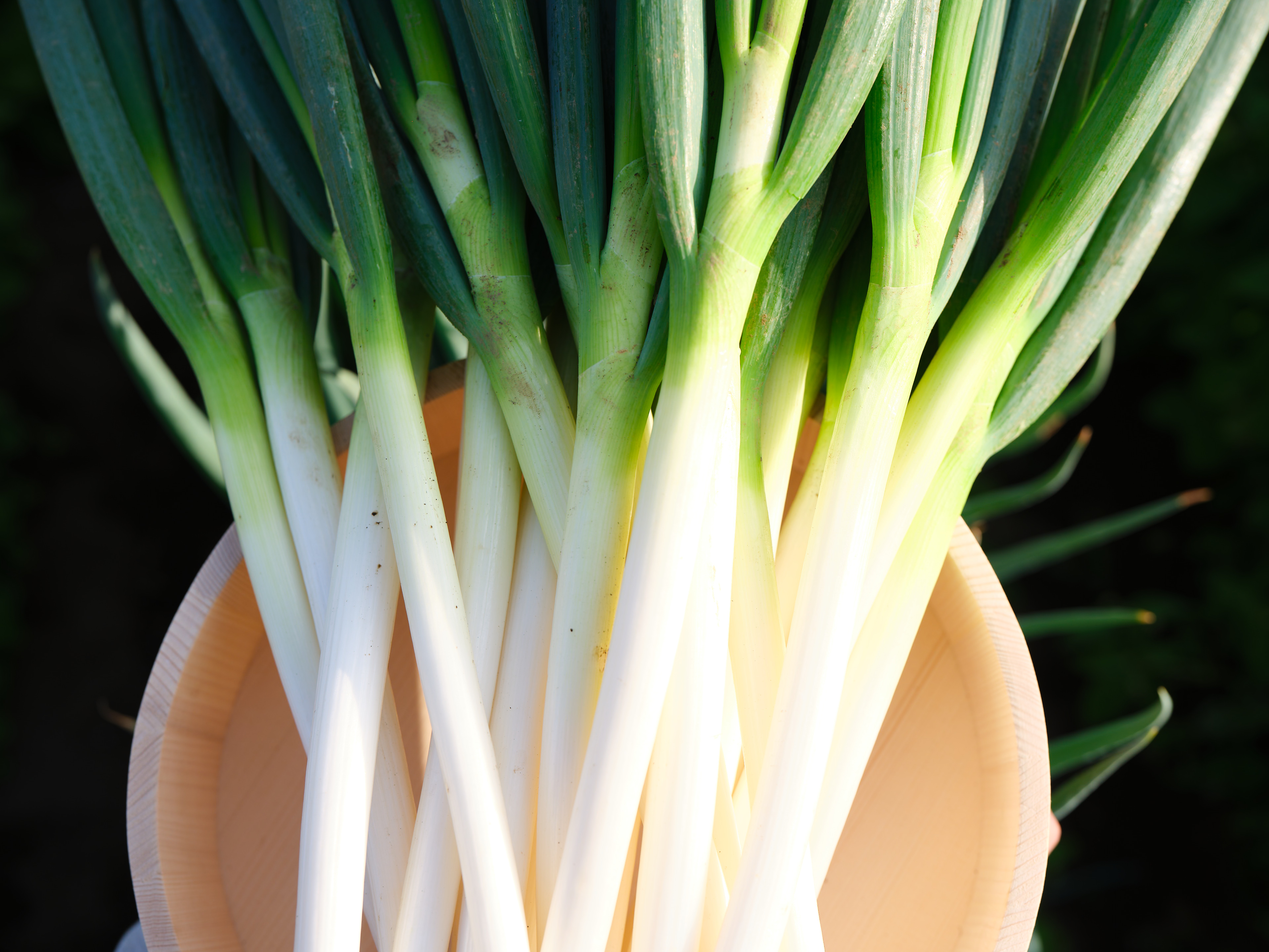 新鮮野菜の通販情報
