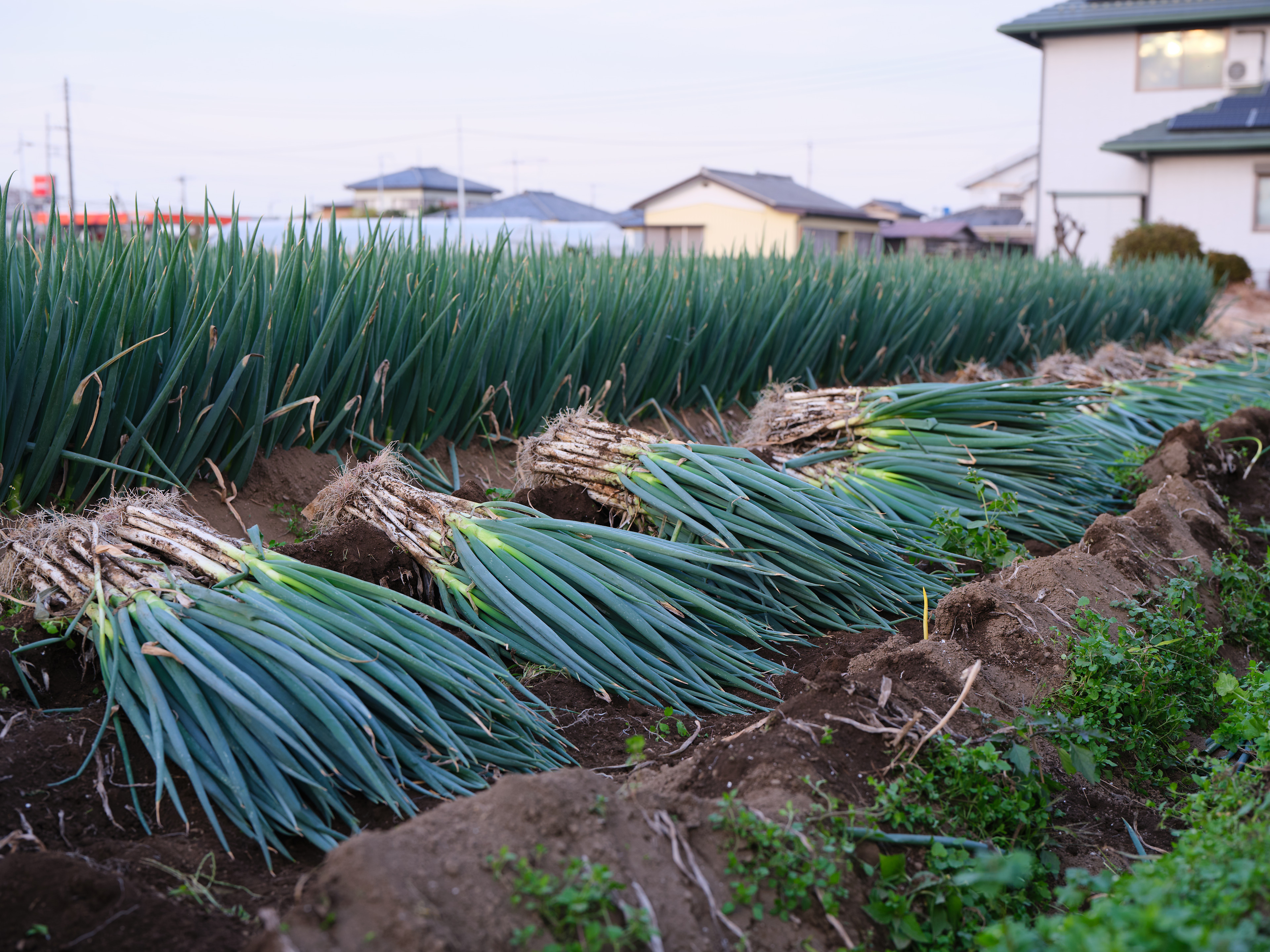 新鮮な長ネギで健康的に美味しく！