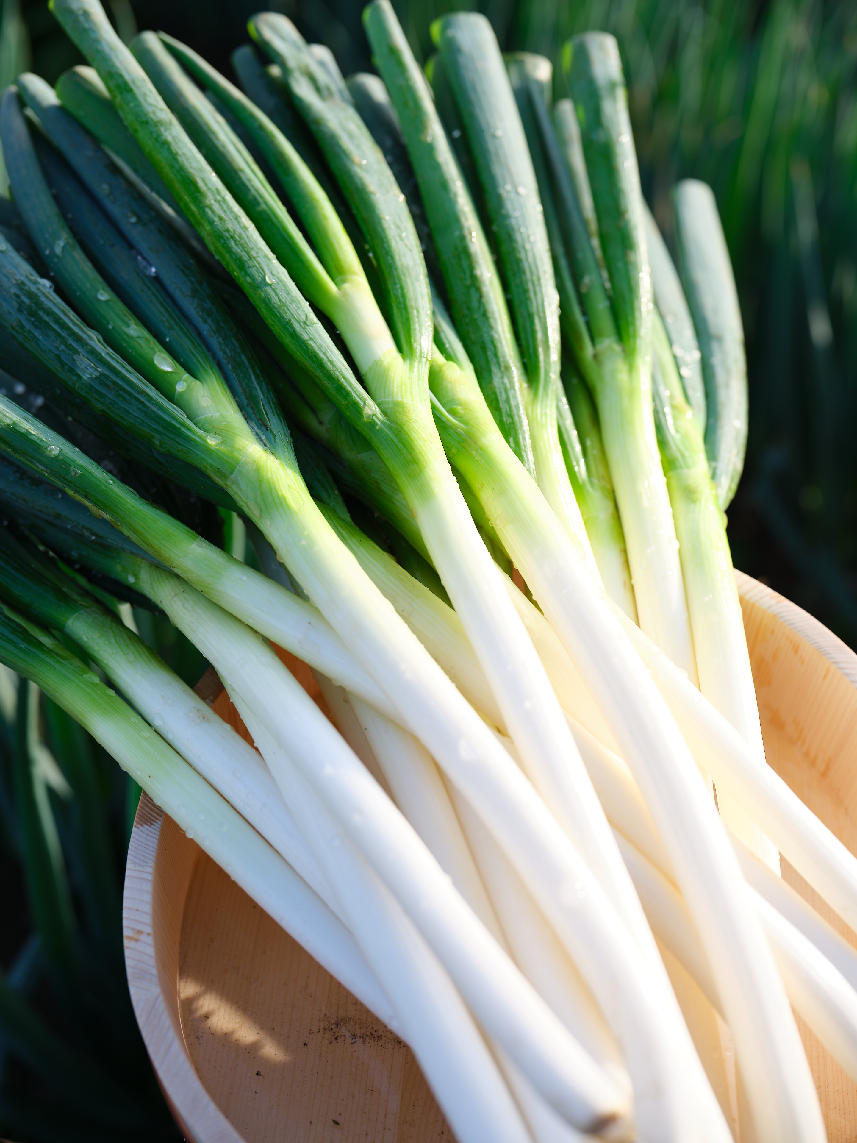 冬の贈り物にぴったりの地元産野菜~深谷ネギ~