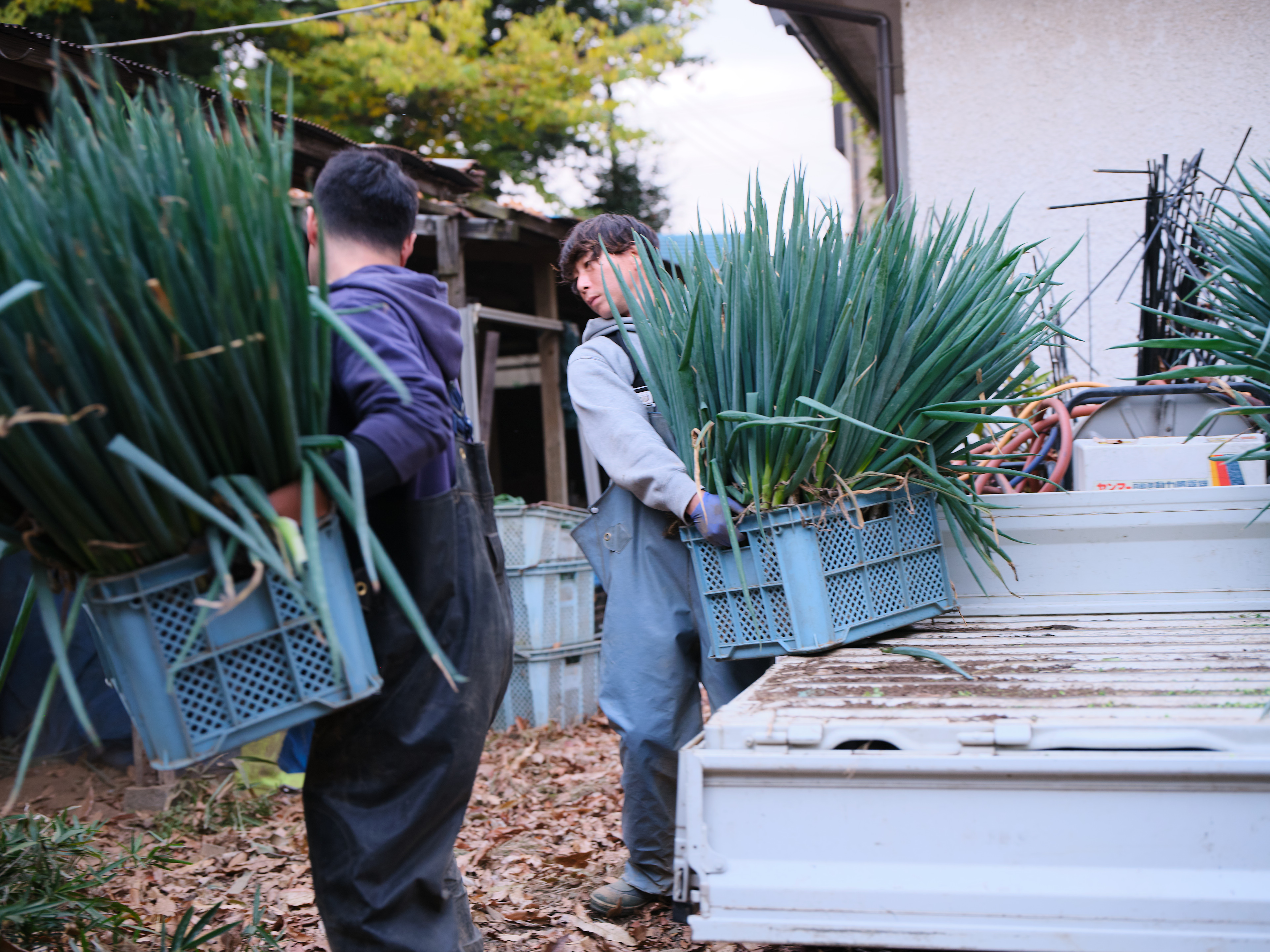 地域の特産野菜を贈る、冬のお歳暮ギフト~深谷ネギ~