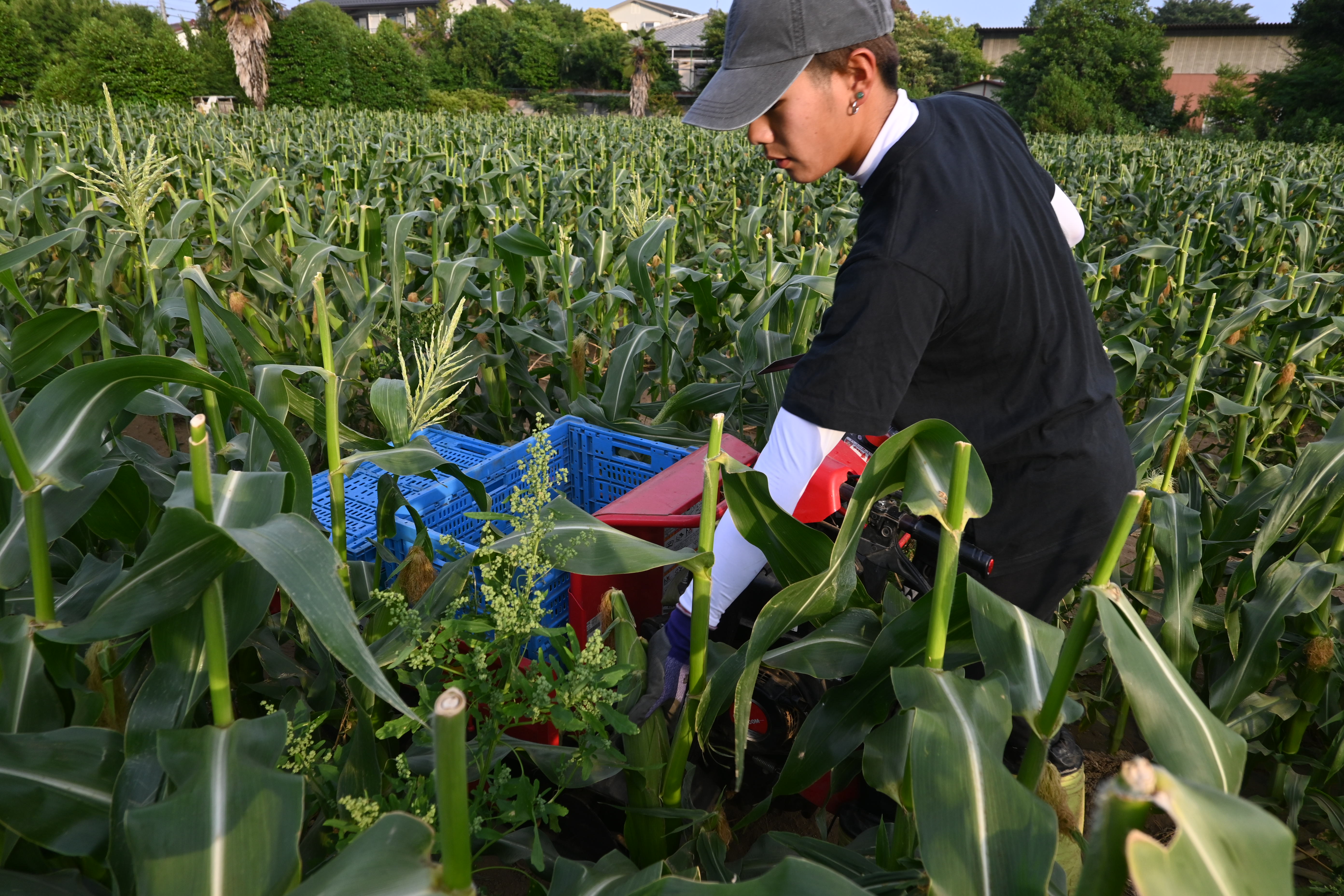 野菜