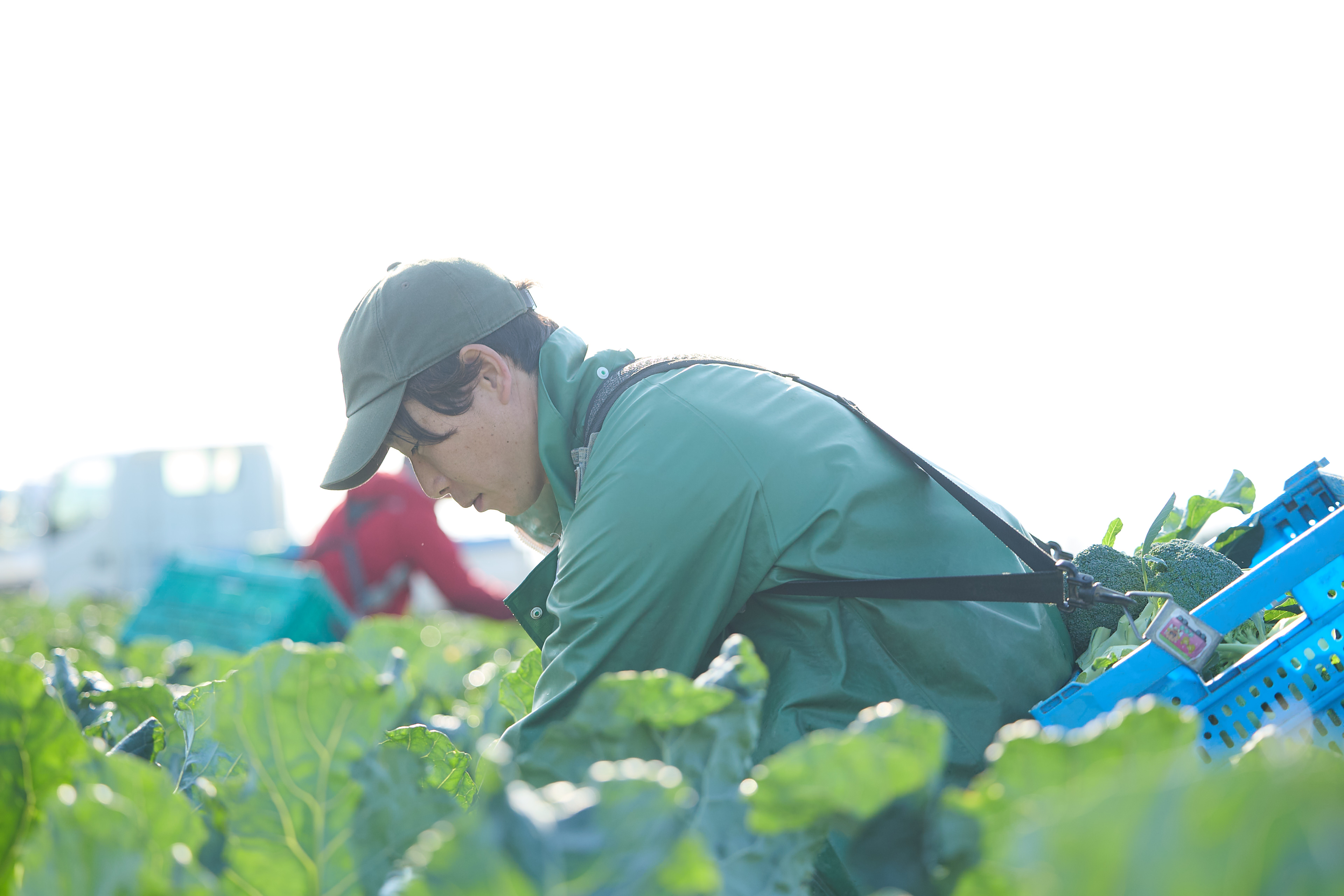 新井くんちの農園の新鮮野菜
