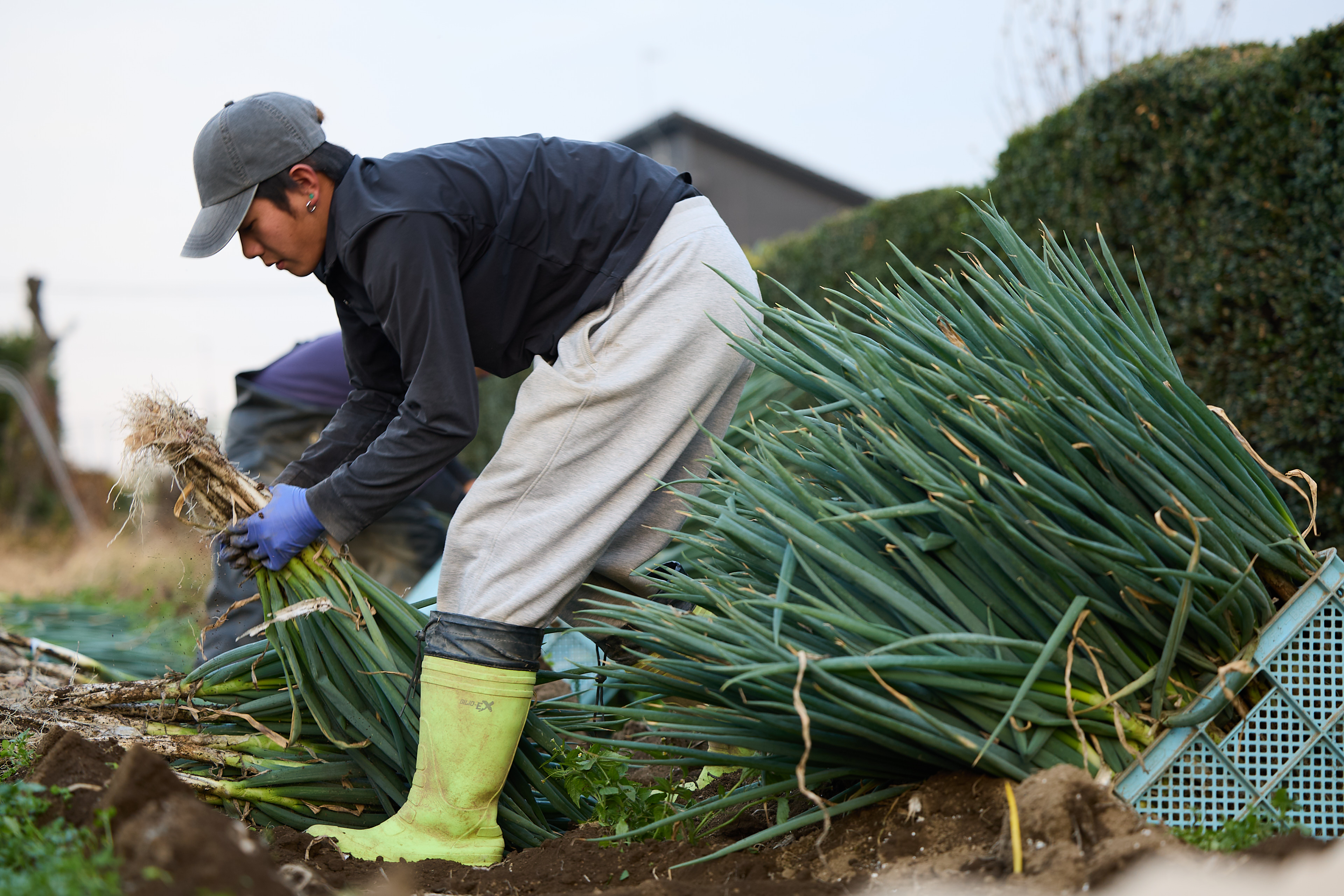 深谷ネギの産地直送なら、新井くんちの農園